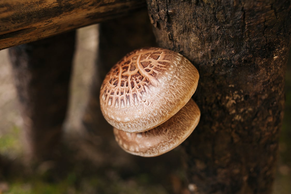 Shiitake Mushroom