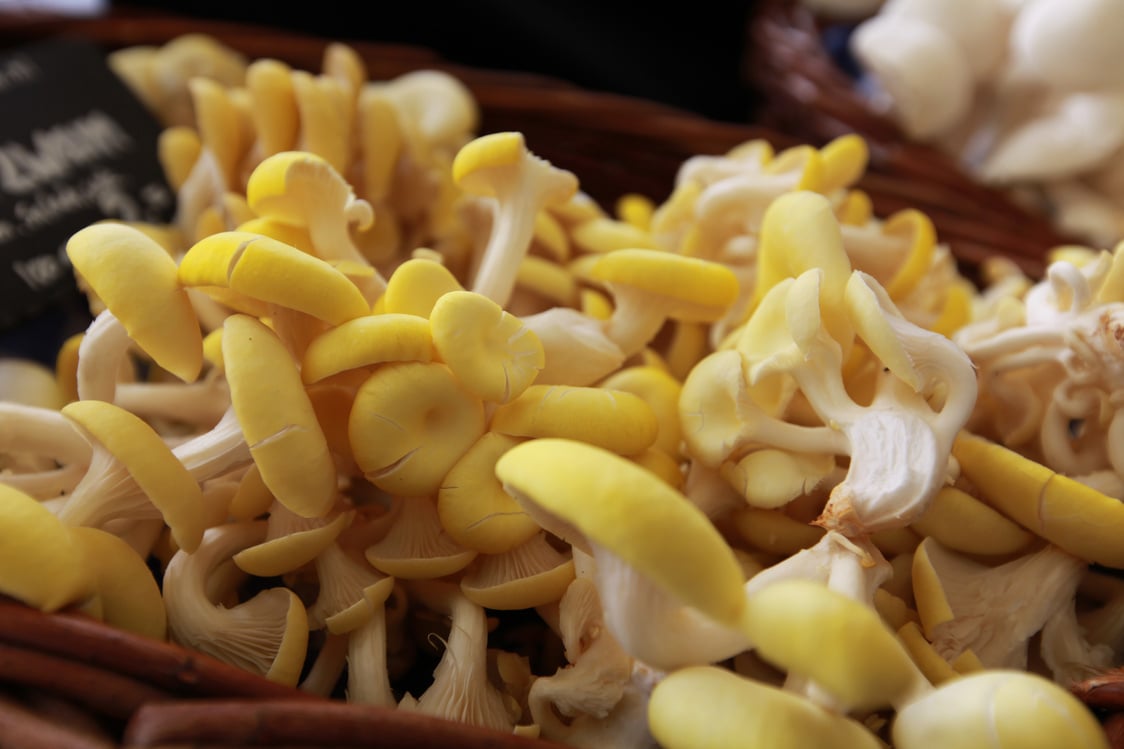 Yellow/golden Oyster mushroom