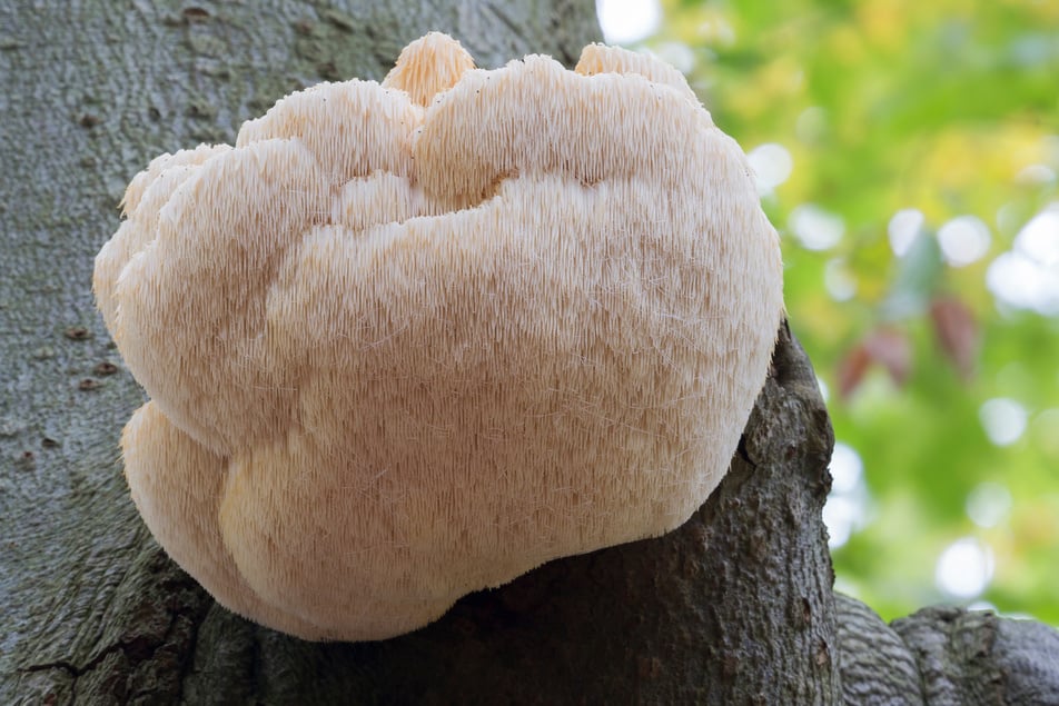 Rare Lion's Mane Mushroom (Hericium erinaceus) in Lage Vuursche (the Netherlands)