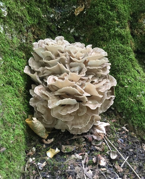 Miatake or Hen of the woods in the wild
